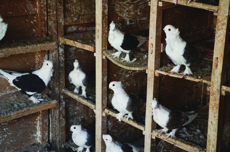 How to Train Homing Pigeons Grit